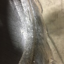 28/L-26 Galaxy Primex Logstomper Extreme TS LS-2, L (20 Ply) 90%