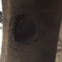 14.9/-38 Firestone Traction Field & Road R-1 A8, C (6 Ply) 60%