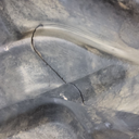 780/50-28.5 Nokian Forest King F-2 N (24 Ply), 182A8 90%