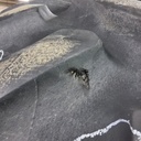 30.5L-32 Goodyear Farm Dyna Torque II R-1 F (12 Ply), 85%