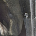 520/85R46 Goodyear Farm Special Sure Grip Radial TD8 R-2 158B 75%