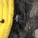 480/80R42 Firestone Radial All Traction 23 R-1 151 B 60%
