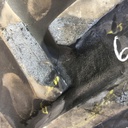 650/65R38 Mitas AC65 Radial  R-1W 169 A8 45%